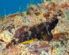 Black Triplefin photo 4