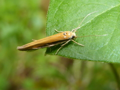 Stathmopoda skelloni