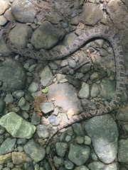 Stenorrhina degenhardtii