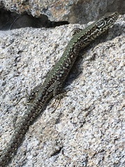 Podarcis muralis