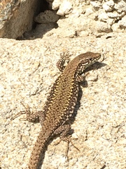 Podarcis muralis