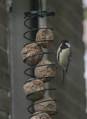 Parus major