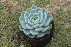 Echeveria elegans