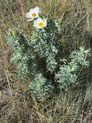 Rough pricklypoppy (Argemone hispida)