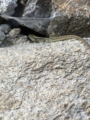 Podarcis muralis