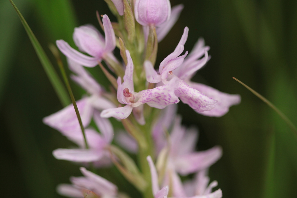 Dactylorhiza × senayi