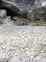 Podarcis muralis
