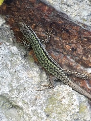 Podarcis muralis