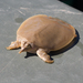 Smooth Softshell - Photo (c) Irvin Louque, some rights reserved (CC BY), uploaded by Irvin Louque