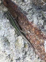 Podarcis muralis