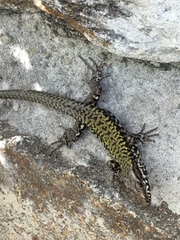 Podarcis muralis