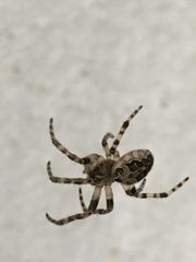 Larinioides sclopetarius