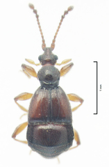 Pselaphophus atriventris