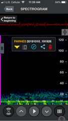 Parastrellus hesperus