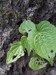 Dioscorea villosa