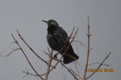 Sturnus vulgaris