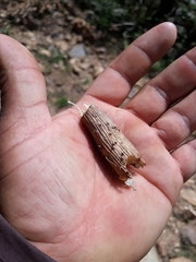 Dioscorea villosa