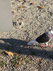 Columba livia domestica