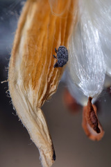 Rhyssomatus lineaticollis