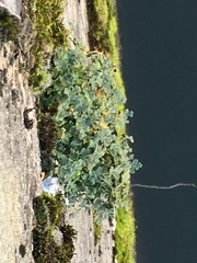 Asplenium ruta-muraria