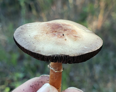Agaricus diminutivus