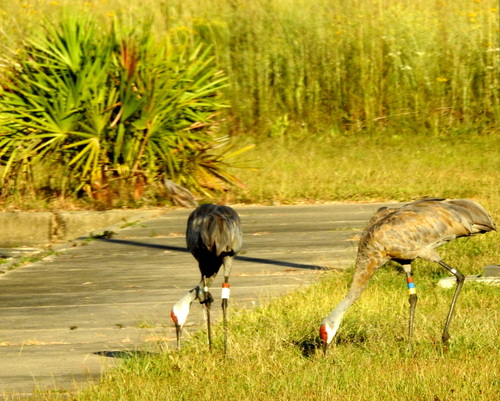 Sandhill Crane photographed in Mississippi