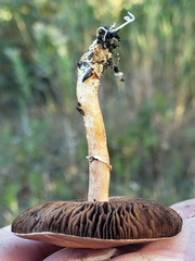 Agaricus diminutivus