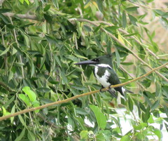 Chloroceryle amazona