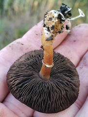 Agaricus diminutivus