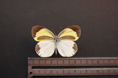 Eurema daira eugenia