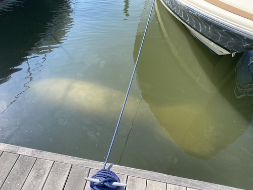West Indian Manatee, Massachusetts, US, photo 8 of 10