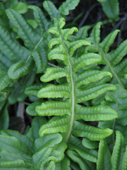Polypodium scouleri