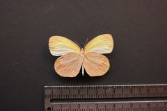 Eurema daira eugenia