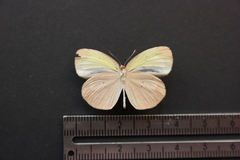 Eurema daira eugenia