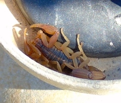 Centruroides baldazoi