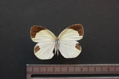 Eurema daira eugenia