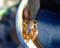 Centruroides baldazoi