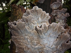Auricularia mesenterica