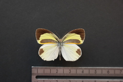 Eurema daira eugenia