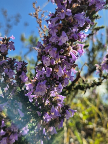 Clinopodium fasciculatum, photograph 4