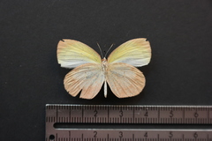 Eurema daira eugenia