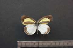 Eurema daira eugenia