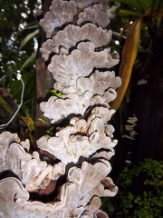 Auricularia mesenterica