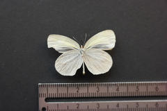 Eurema daira eugenia
