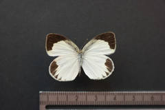 Eurema daira eugenia