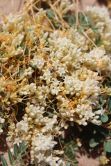 Cuscuta umbellata