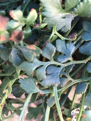 Asplenium ruta-muraria