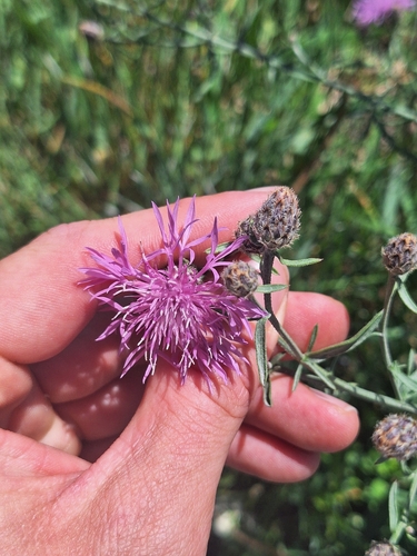 spotted knapweed