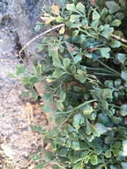 Asplenium ruta-muraria