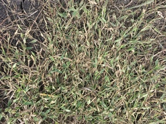 Urochloa reptans
